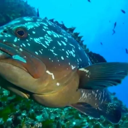 Vakantiehuis Neues Haus Mit Beheiztem Pool